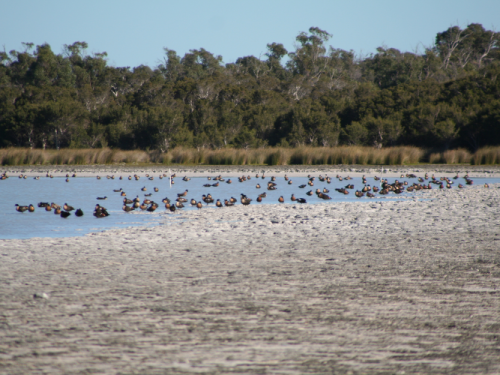 Thrombolites And Birds – Lake Clifton Herron Western Australia